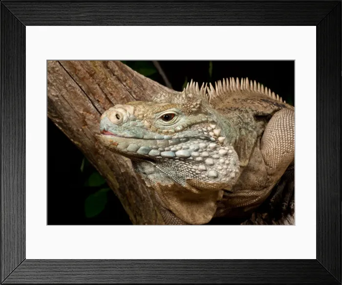 Framed Print : DDE-90036953 Framed Print : DDE-90036953