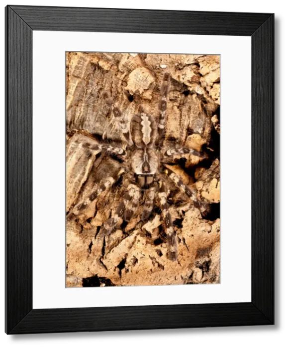 Framed Print : DDE-90036952 Framed Print : DDE-90036952