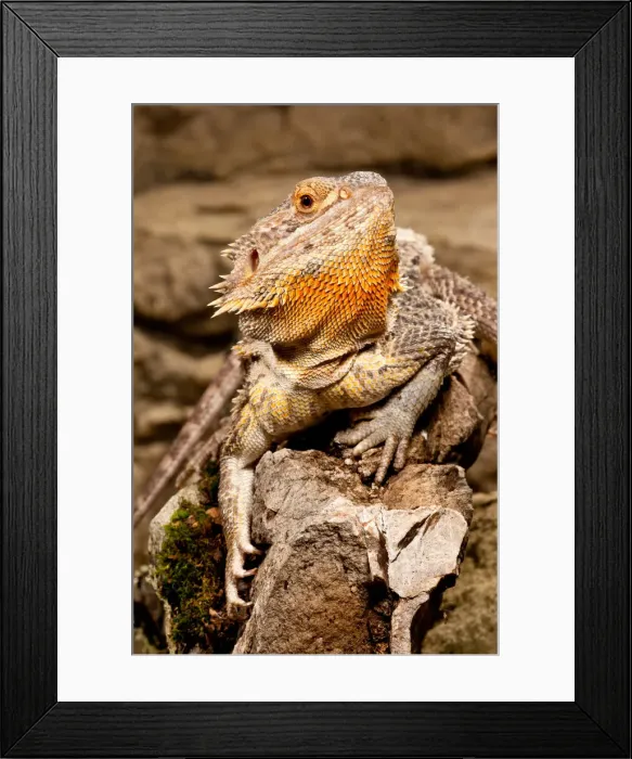 Framed Print : DDE-90036955 Framed Print : DDE-90036955