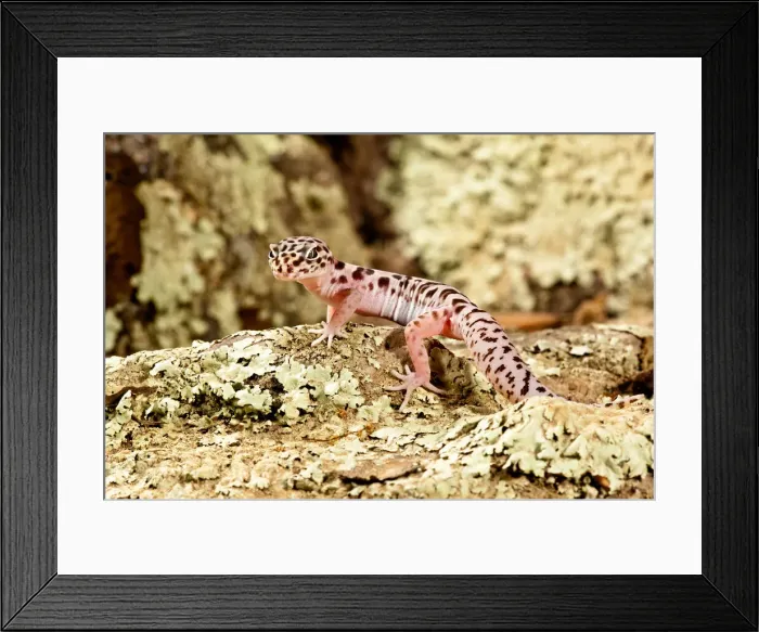 Framed Print : DDE-90036956 Framed Print : DDE-90036956