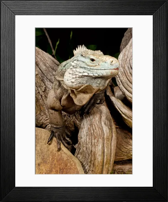 Framed Print : DDE-90036954 Framed Print : DDE-90036954