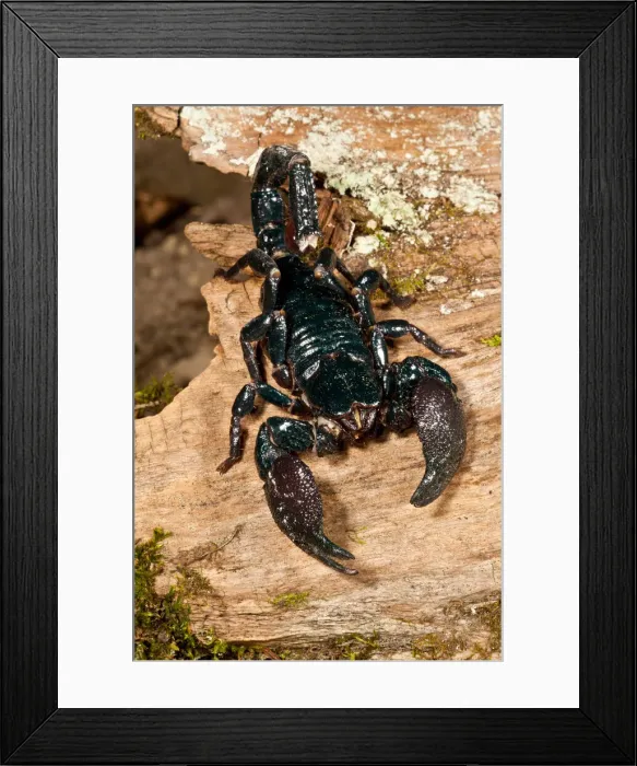Framed Print : DDE-90036957 Framed Print : DDE-90036957