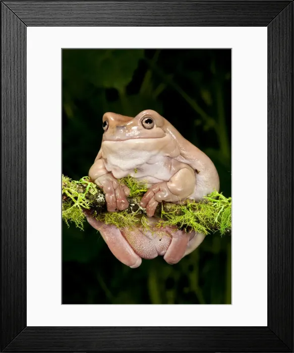 Framed Print : DDE-90036959 Framed Print : DDE-90036959