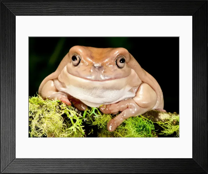 Framed Print : DDE-90036958 Framed Print : DDE-90036958