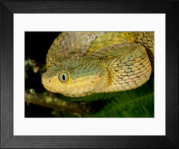 Framed Print : DDE-90036961 Framed Print : DDE-90036961