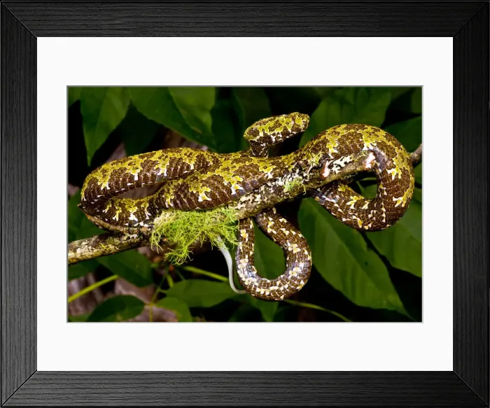 Framed Print : DDE-90036962 Framed Print : DDE-90036962
