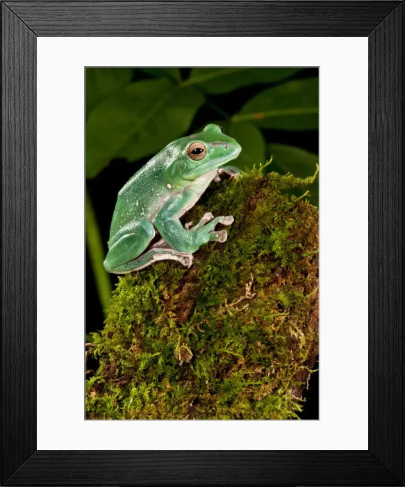 Framed Print : DDE-90036965 Framed Print : DDE-90036965