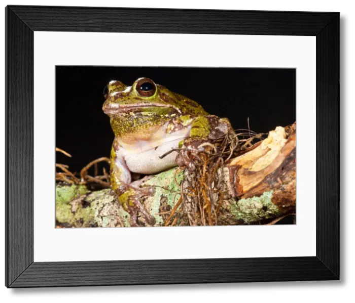 Framed Print : DDE-90036964 Framed Print : DDE-90036964