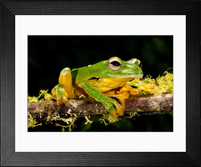Framed Print : DDE-90036968 Framed Print : DDE-90036968