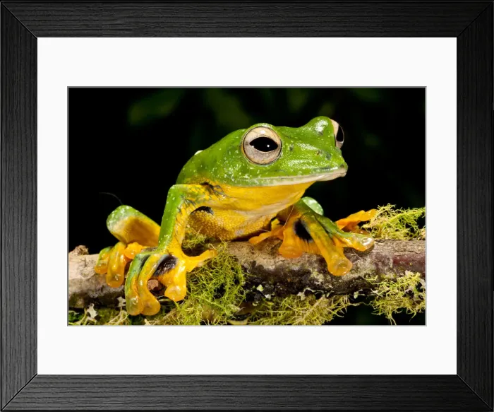 Framed Print : DDE-90036969 Framed Print : DDE-90036969