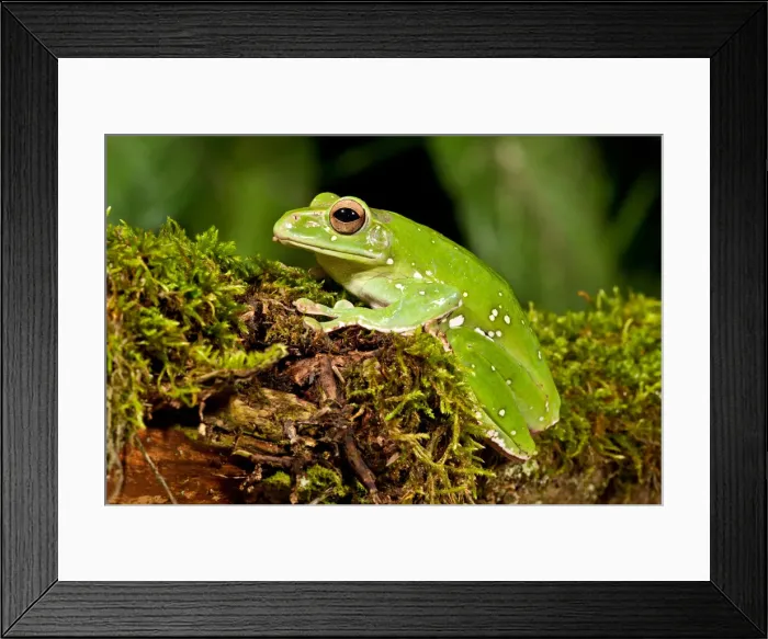 Framed Print : DDE-90036966 Framed Print : DDE-90036966