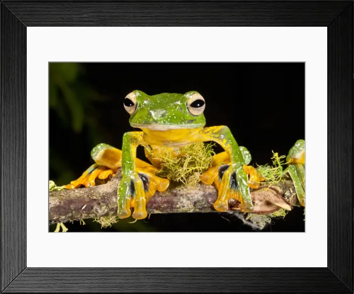 Framed Print : DDE-90036970 Framed Print : DDE-90036970