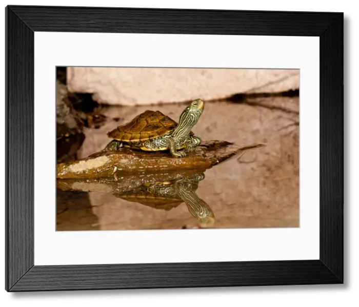 Framed Print : DDE-90036972 Framed Print : DDE-90036972