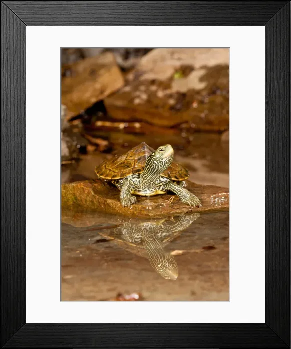 Framed Print : DDE-90036973 Framed Print : DDE-90036973