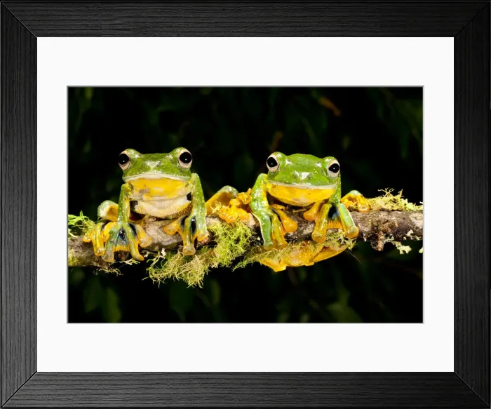 Framed Print : DDE-90036971 Framed Print : DDE-90036971