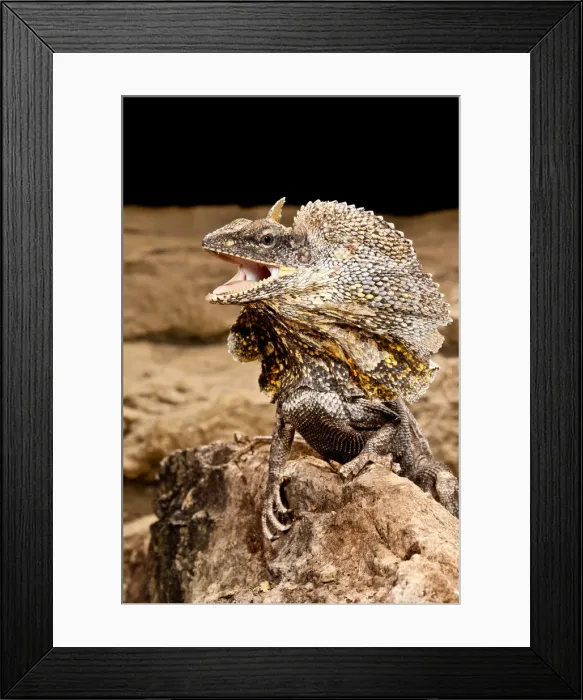 Framed Print : DDE-90036974 Framed Print : DDE-90036974