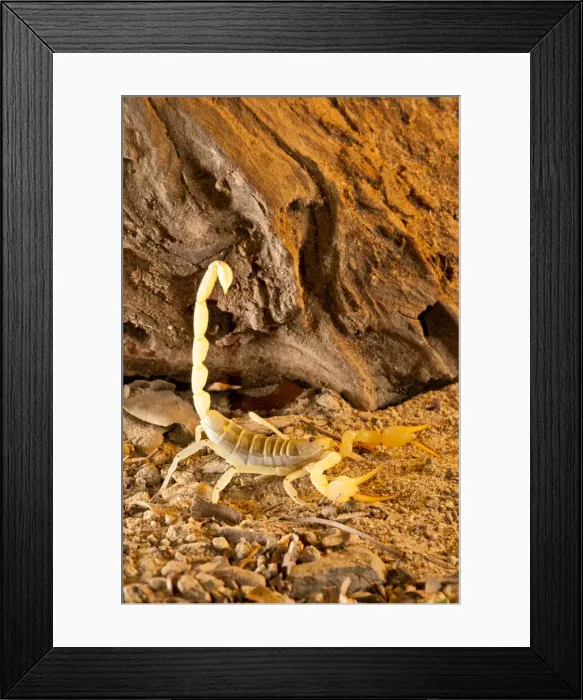 Framed Print : DDE-90036975 Framed Print : DDE-90036975