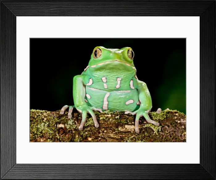 Framed Print : DDE-90036977 Framed Print : DDE-90036977