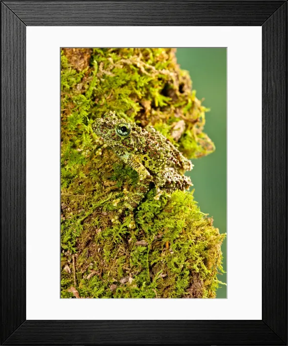 Framed Print : DDE-90036978 Framed Print : DDE-90036978