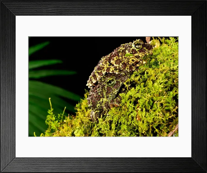 Framed Print : DDE-90036979 Framed Print : DDE-90036979
