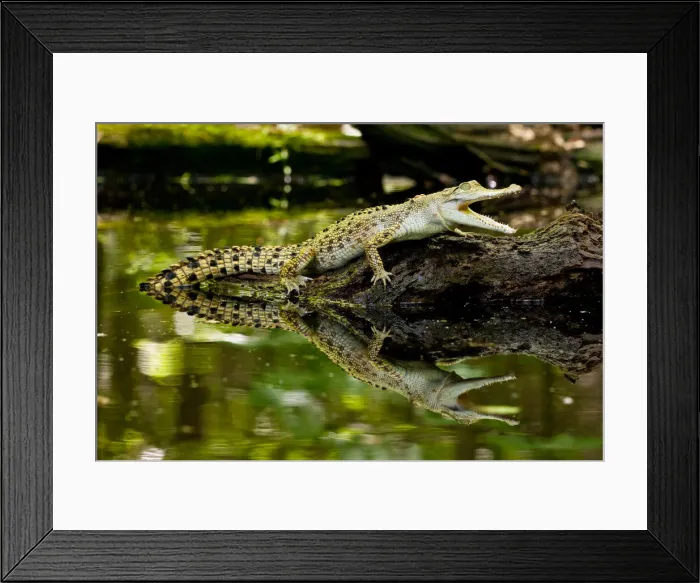 Framed Print : DDE-90036976 Framed Print : DDE-90036976