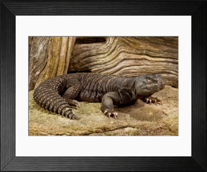Framed Print : DDE-90036982 Framed Print : DDE-90036982