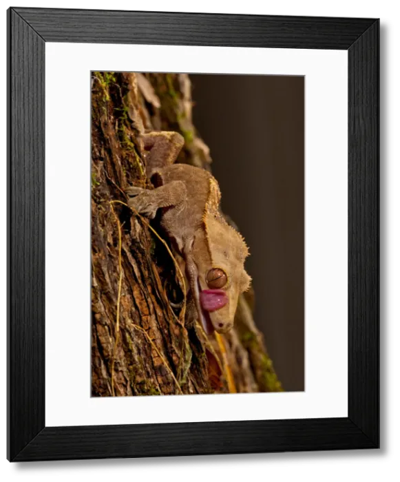 Framed Print : DDE-90036983