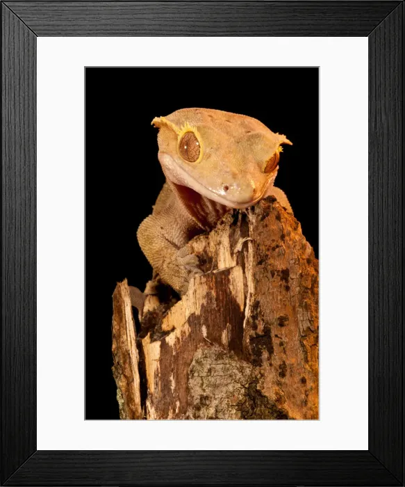 Framed Print : DDE-90036985