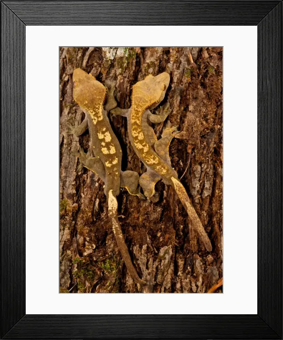 Framed Print : DDE-90036984 Framed Print : DDE-90036984