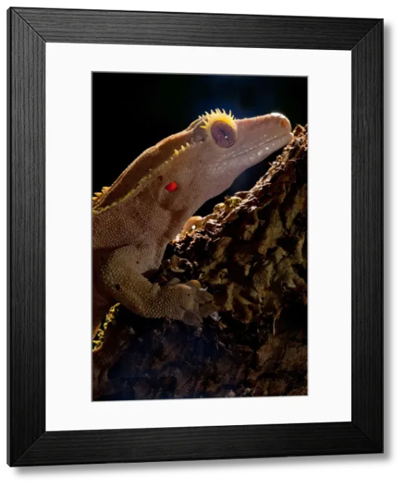 Framed Print : DDE-90036986 Framed Print : DDE-90036986