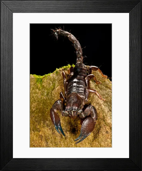 Framed Print : DDE-90036987 Framed Print : DDE-90036987