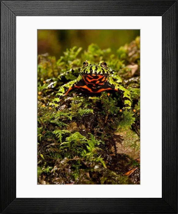 Framed Print : DDE-90036988 Framed Print : DDE-90036988
