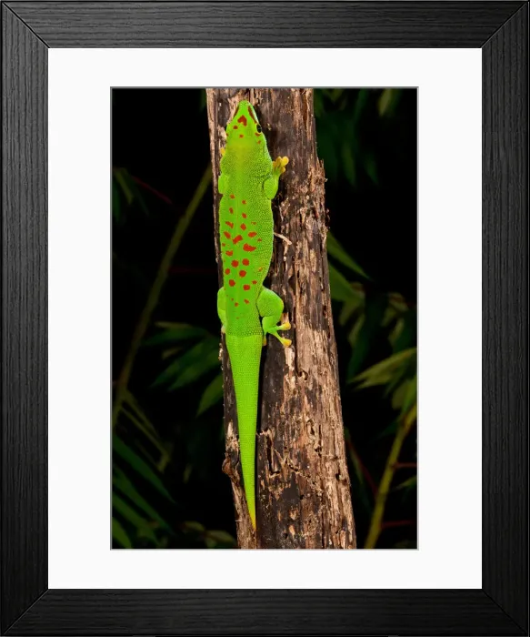 Framed Print : DDE-90036990 Framed Print : DDE-90036990