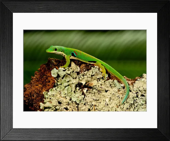 Framed Print : DDE-90036989 Framed Print : DDE-90036989