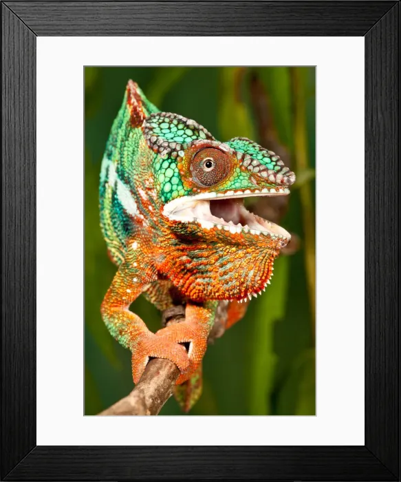 Framed Print : DDE-90036992 Framed Print : DDE-90036992