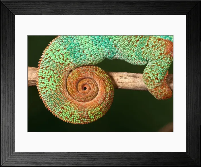 Framed Print : DDE-90036993