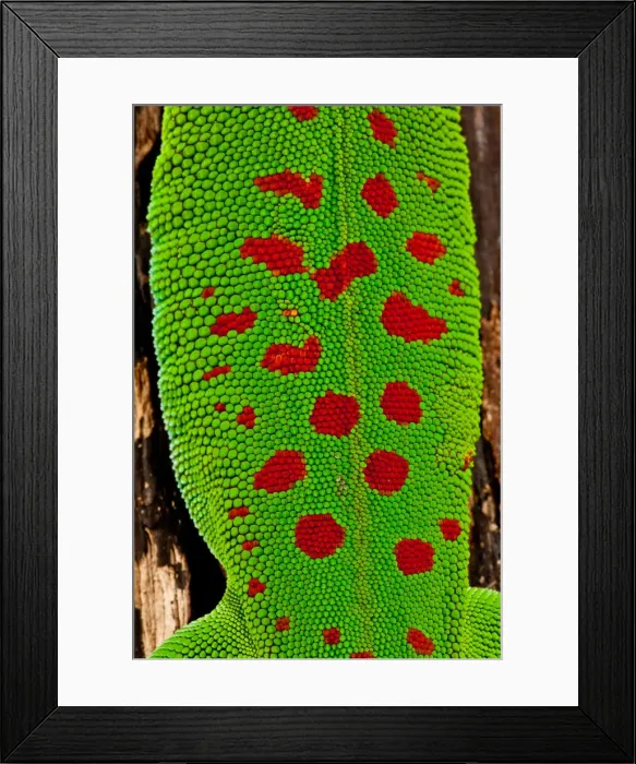 Framed Print : DDE-90036991 Framed Print : DDE-90036991