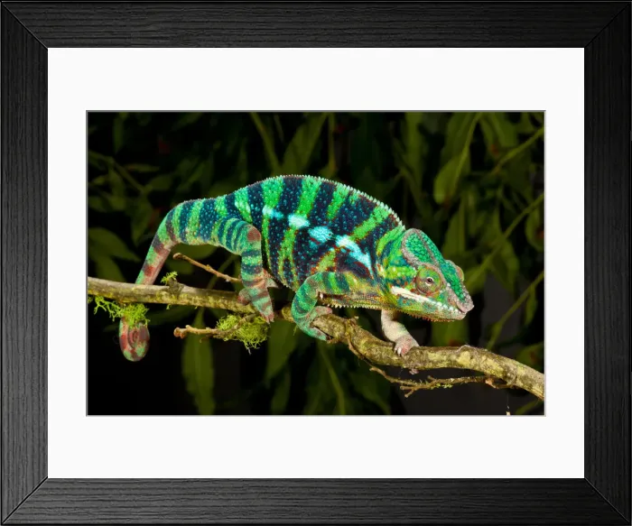 Framed Print : DDE-90036995 Framed Print : DDE-90036995