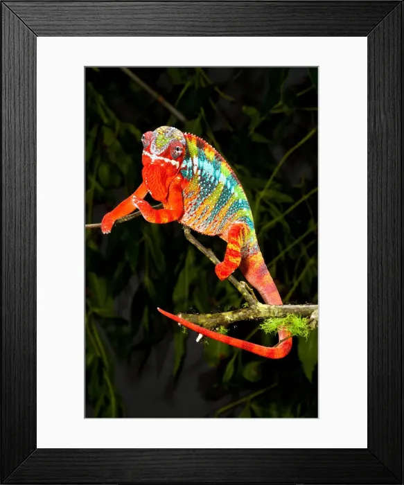 Framed Print : DDE-90036996