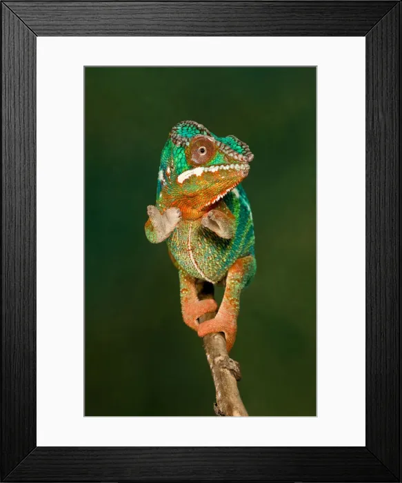 Framed Print : DDE-90036994 Framed Print : DDE-90036994
