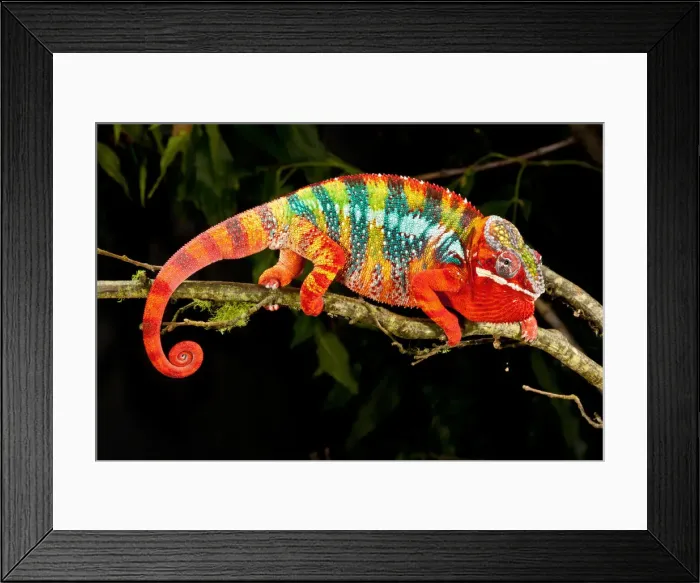 Framed Print : DDE-90036997 Framed Print : DDE-90036997
