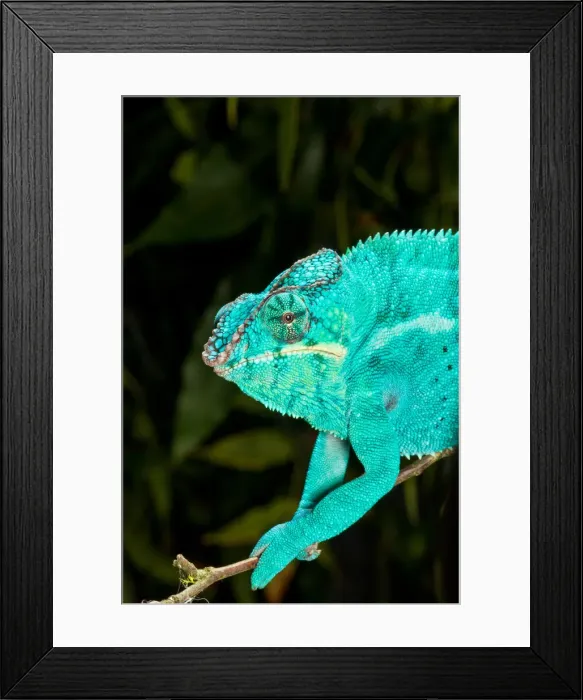 Framed Print : DDE-90036998 Framed Print : DDE-90036998