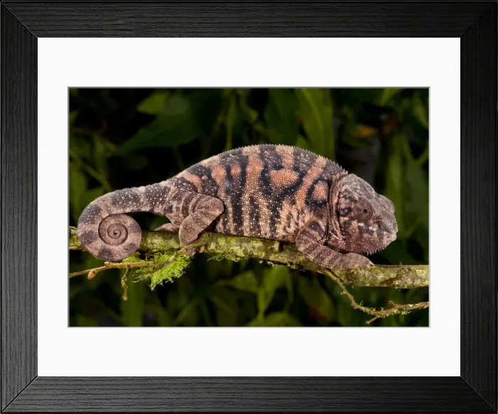 Framed Print : DDE-90036999 Framed Print : DDE-90036999