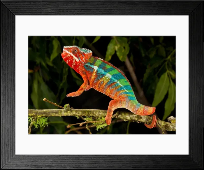 Framed Print : DDE-90037000 Framed Print : DDE-90037000