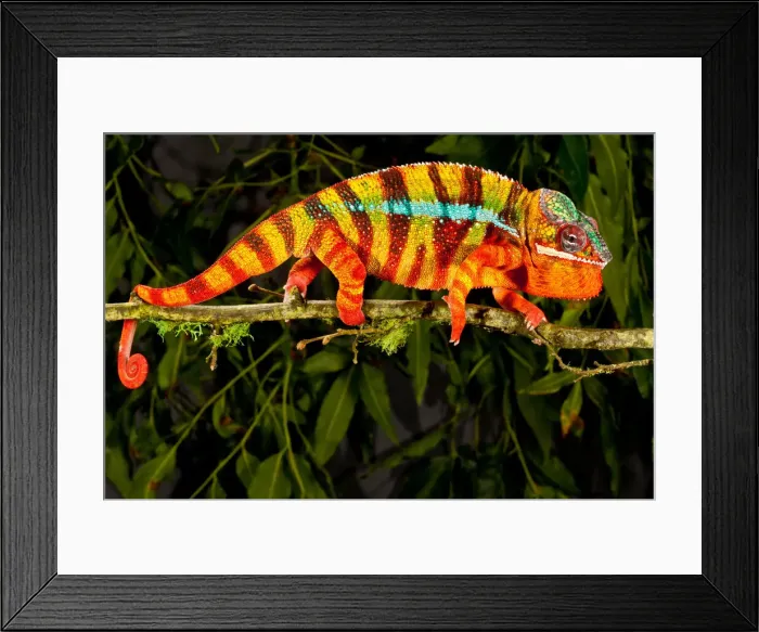 Framed Print : DDE-90037003 Framed Print : DDE-90037003
