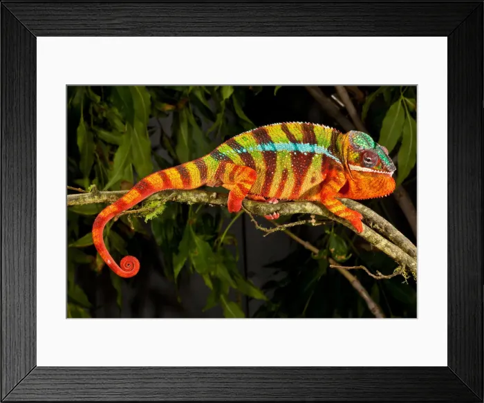 Framed Print : DDE-90037001 Framed Print : DDE-90037001