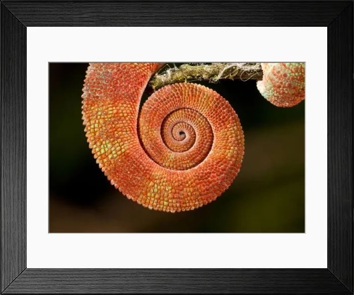 Framed Print : DDE-90037004 Framed Print : DDE-90037004