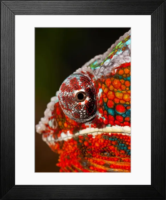 Framed Print : DDE-90037007 Framed Print : DDE-90037007