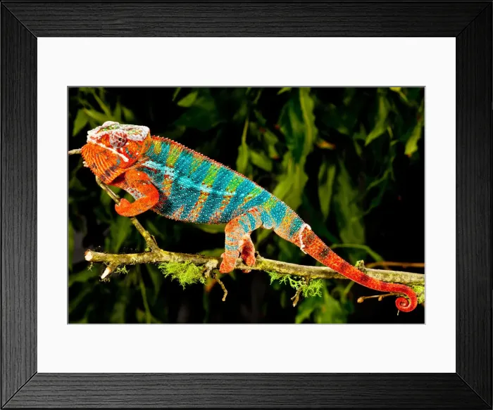 Framed Print : DDE-90037008 Framed Print : DDE-90037008