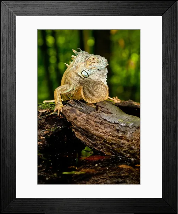 Framed Print : DDE-90037009 Framed Print : DDE-90037009